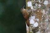 Lesser Woodcreeper Xiphorhynchus fuscus