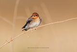Tawny-headed Swallow - Alopochelidon fucata