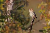 Bran-colored Flycatcher - Myiophobus fasciatus