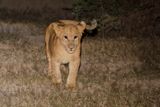 African Lion - Panthera leo