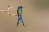 Swallow-tailed Hummingbird - Eupetomena macroura