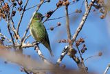 Swallow tanager - Tersina viridis