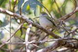 Pin-tailed Manakin - Ilicura militaris