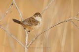 Grass Wren- Cistophorus platensis