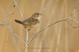 Grass Wren- Cistophorus platensis