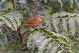 Buff-fronted Foliage-gleaner - Dendroma rufa