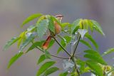 Buff-fronted Foliage-gleaner - Dendroma rufa
