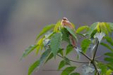 Buff-fronted Foliage-gleaner - Dendroma rufa