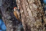 Stierlings Woodpecker - Chloropicus stierlingi