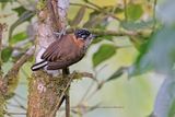 Ochre-collared Piculet - Picumnus temminckii