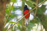 Surucua Trogon - Trogon surrucura