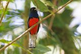 Surucua Trogon - Trogon surrucura