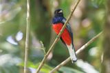 Surucua Trogon - Trogon surrucura