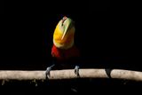 Green-billed Toucan - Ramphastos dicolorus