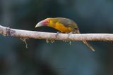 Saffron toucanet - Pteroglossus bailloni