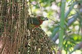 Spot-billed Toucanet - Selenidera maculirostris