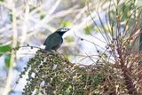 Spot-billed Toucanet - Selenidera maculirostris