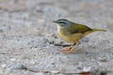 Riverbank Warbler - Myiothlypis rivularis