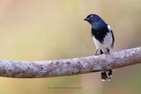 Magpie tanager - Cissopis leverianus