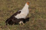 Palm-nut Vulture - Gypohierax angolensis
