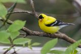 American Goldfinch - Spinus tristis