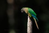 Maroon-bellied Parakeet - Pyrrhura frontalis