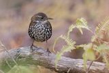 Sharp-tailed Streamcreeper - Lochmias nematura