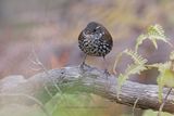 Sharp-tailed Streamcreeper - Lochmias nematura