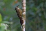 White-throated Woodcreeper - Xiphocolaptes albicollis