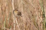 Plumbeous Seedeater - Sporophila plumbea