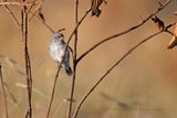 Plumbeous Seedeater - Sporophila plumbea