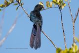 Greater Ani - Crotophaga major