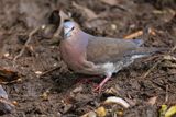 Gray-fronted Dove - Leptotila rufaxilla