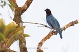 Azure Jay - Cyanocorax caeruleus