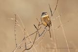 Sharp-tailed Tyrant - Culicivora caudacuta