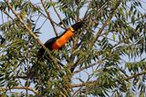 Channel-billed Toucan - Ramphastos vitellinus