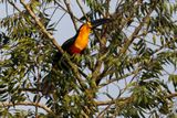 Channel-billed Toucan - Ramphastos vitellinus