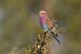 Lilac-breasted Roller - Coracias caudata