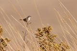 Grassland sparrow - Ammodramus humeralis