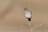 Gray Monjita - Nengetus cinereus