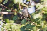 Arrow-marked babbler - Turdoides jardinei