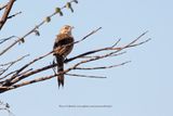 Firewood-gatherer - Anumbius annumbi