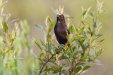 Flame-crested Tanager - Loriotus cristatus
