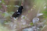 White-shouldered Fire-eye - Pyriglena leucoptera
