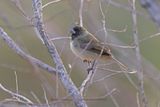 Yellow-bellied Seedeater - Sporophila nigricollis