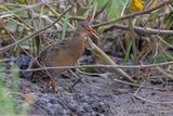 Clapper Rail - Rallus crepitans