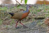 Little Wood-Rail - Aramides mangle
