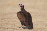 Lapped-faced Vulture - Torgos tracheliotos