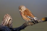 Linnet - Carduelis cannabina