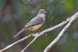 Swainsons Flycatcher - Myiarchus swainsoni
